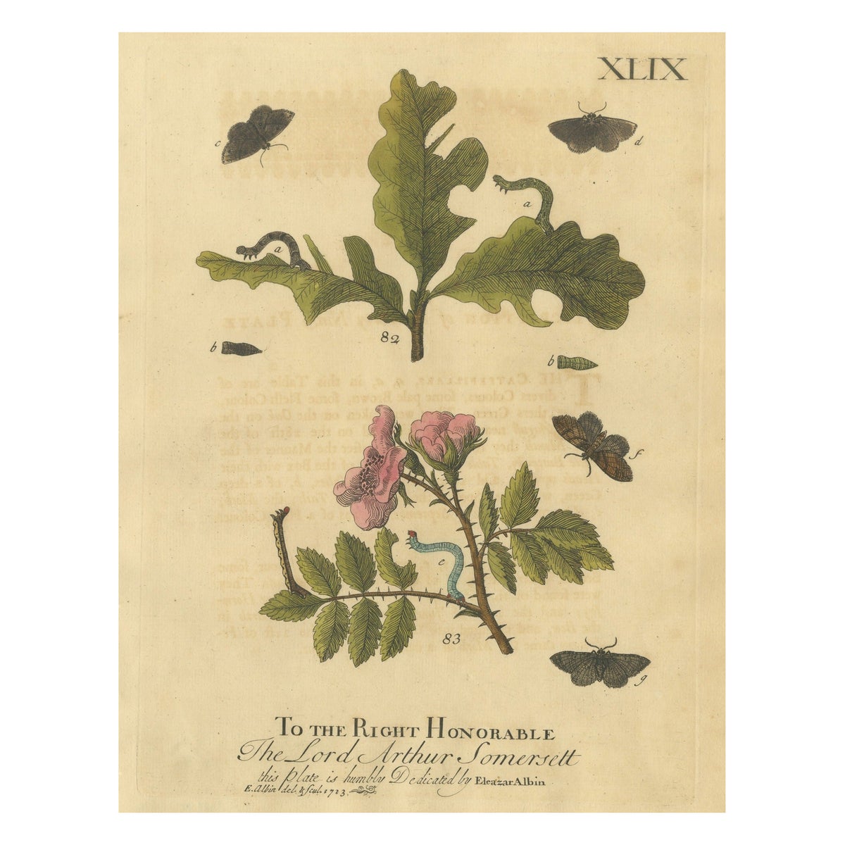 English Moths and Caterpillars on Oak and Rose, Antique Insect Engraving, 1720