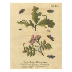 English Moths and Caterpillars on Oak and Rose – Antique Insect Engraving, 1720