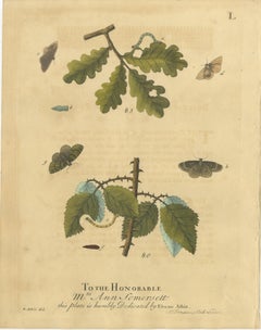 English Moths and Caterpillars on Oak & Bramble – Antique Insect Engraving, 1720