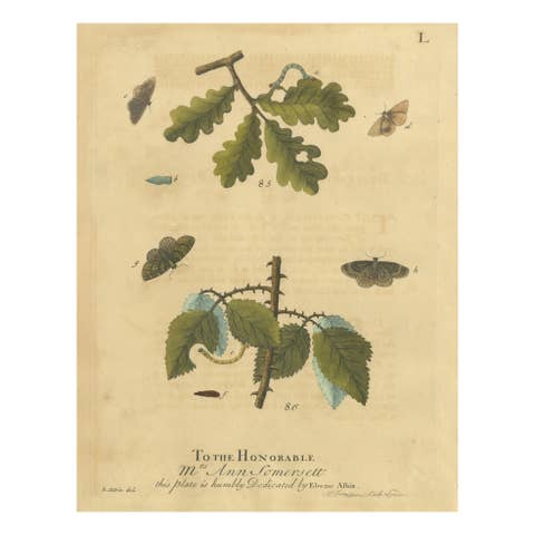 English Moths and Caterpillars on Oak & Bramble – Antique Insect Engraving, 1720