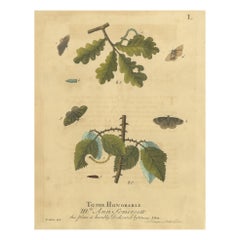 English Moths and Caterpillars on Oak & Bramble – Antique Insect Engraving, 1720