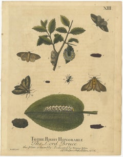 English Moths & Caterpillars – Buff-tip, Winter Moth & Allies, Albin 1720