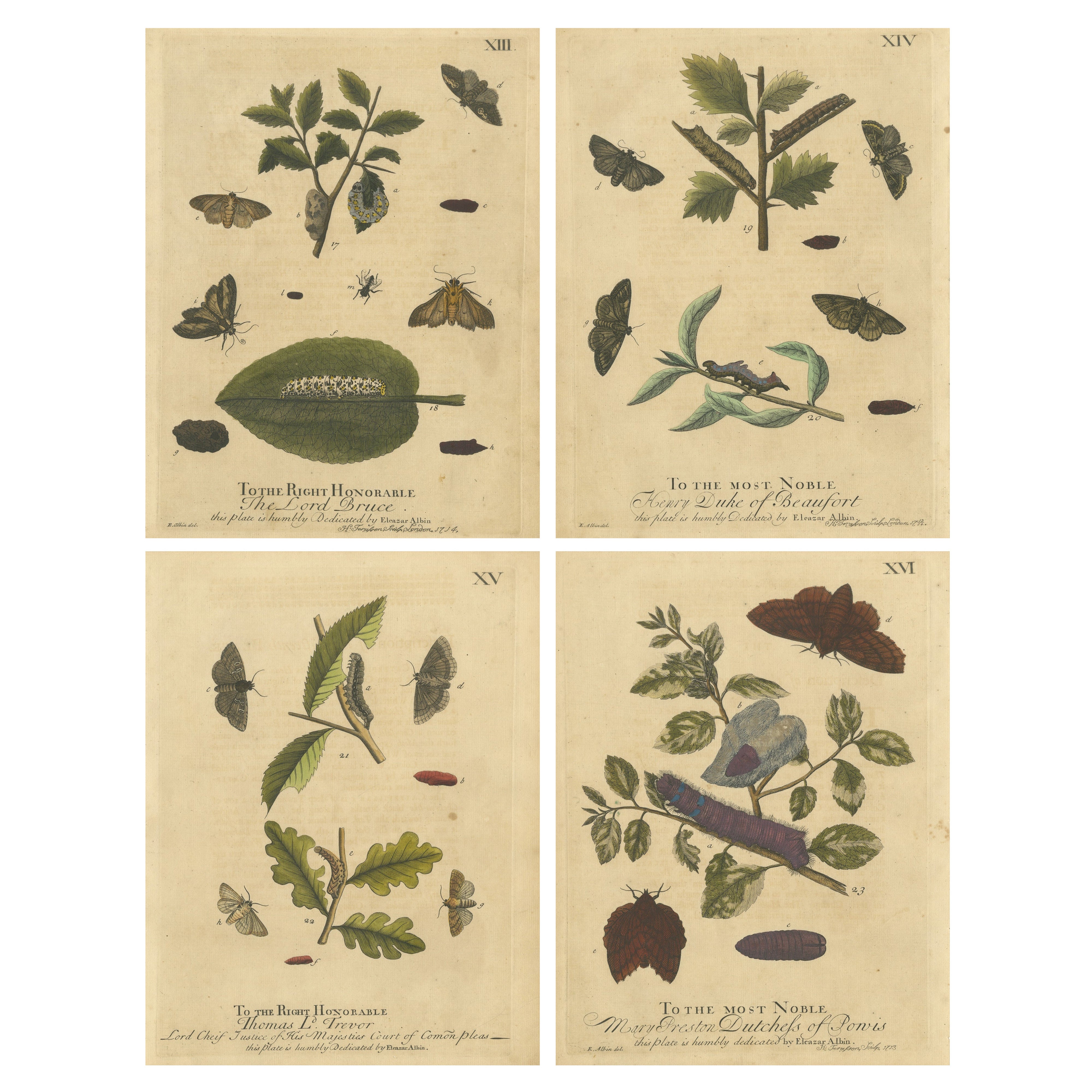 English Moths
Caterpillars – Buff-tip, Winter Moth
Allies, Albin 1720