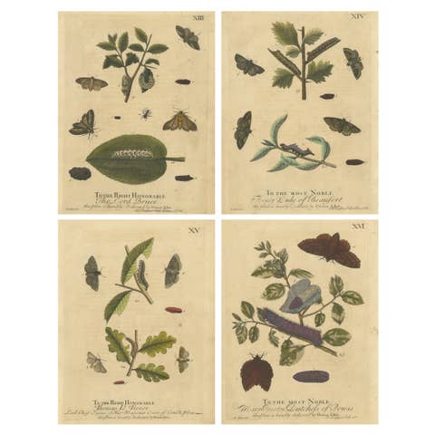English Moths & Caterpillars – Buff-tip, Winter Moth & Allies, Albin 1720