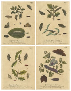 English Moths 
Caterpillars – Buff-tip, Winter Moth 
Allies, Albin 1720