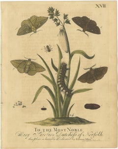 English Moths & Caterpillars – Common Rustic, Drab & Tiger Moths, Albin 1720