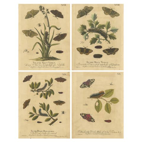 English Moths & Caterpillars – Common Rustic, Drab & Tiger Moths, Albin 1720