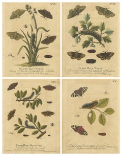 English Moths 
Caterpillars – Common Rustic, Drab 
Tiger Moths, Albin 1720