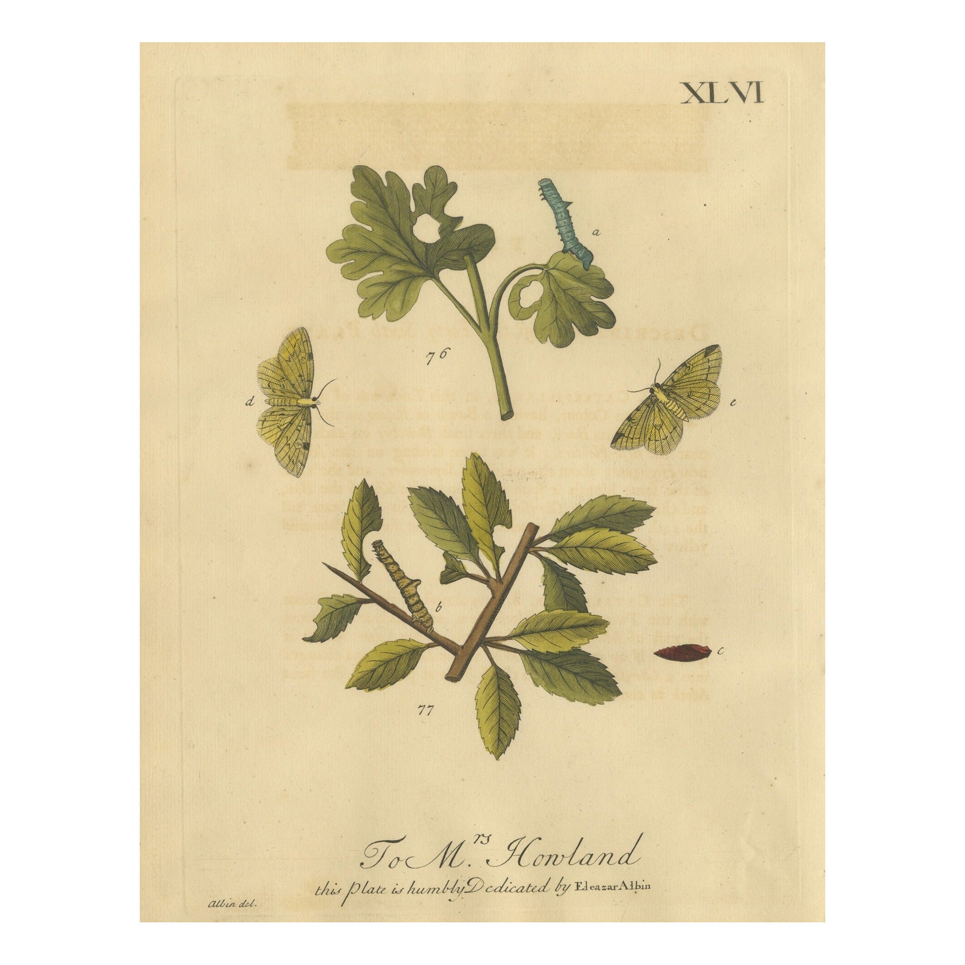 English Moths on Hawthorn, Antique Insect Print by Eleazar Albin, 1720