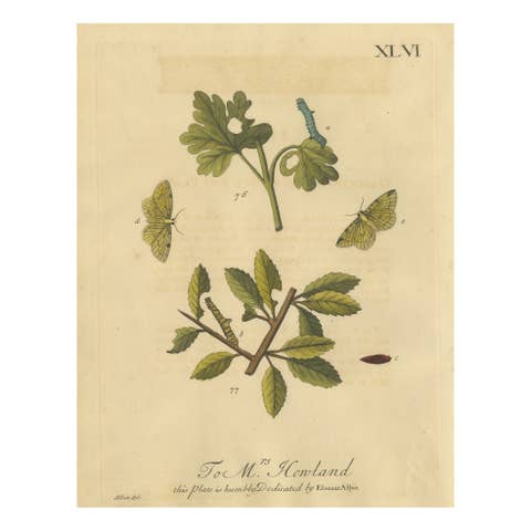 English Moths on Hawthorn, Antique Insect Print by Eleazar Albin, 1720