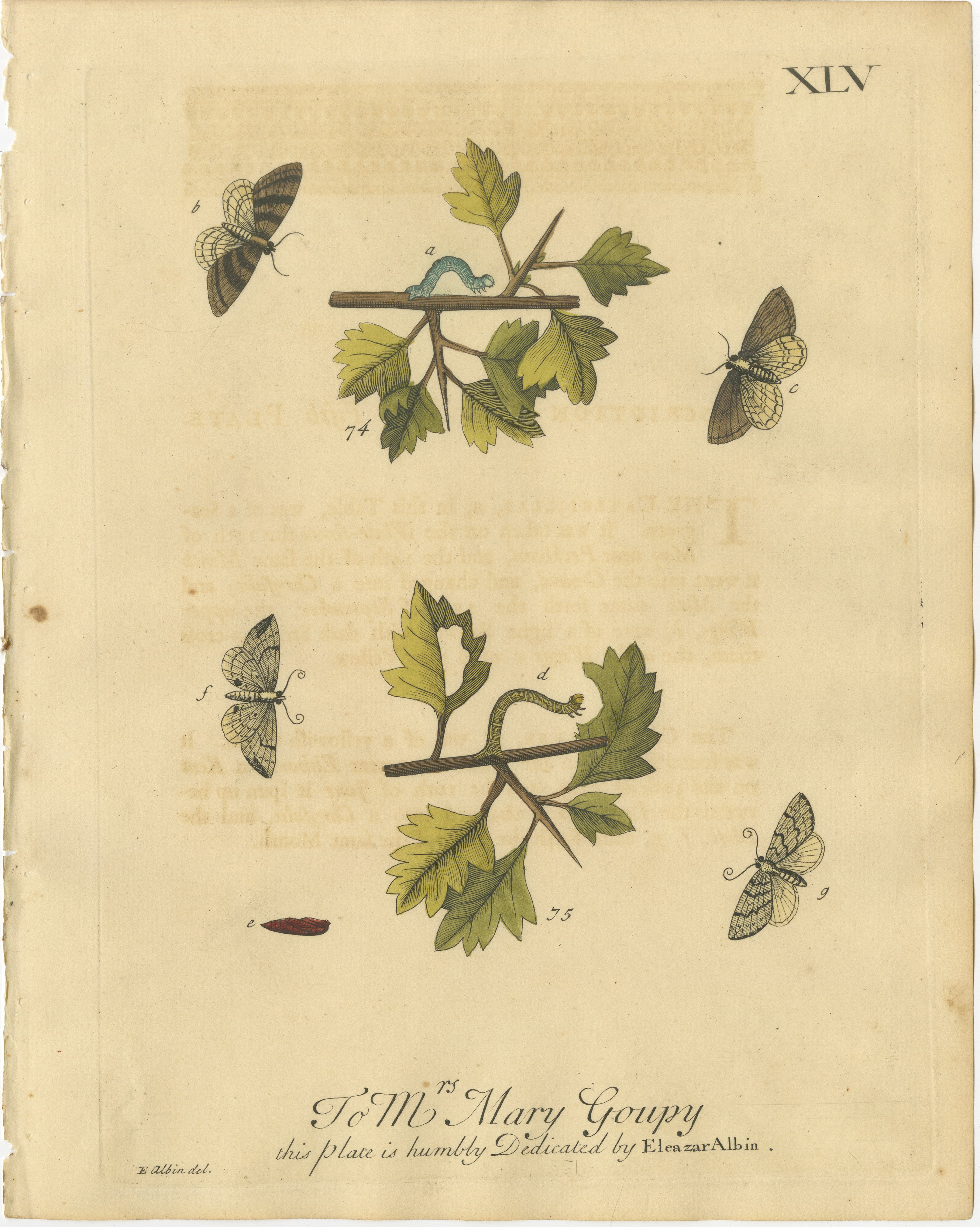 English Moths on Hawthorn Branch – Early 18th-Century Hand-Colored Print