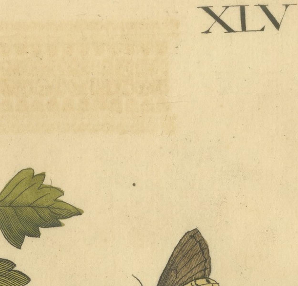 English Moths on Hawthorn Branch – Early 18th-Century Hand-Colored Print