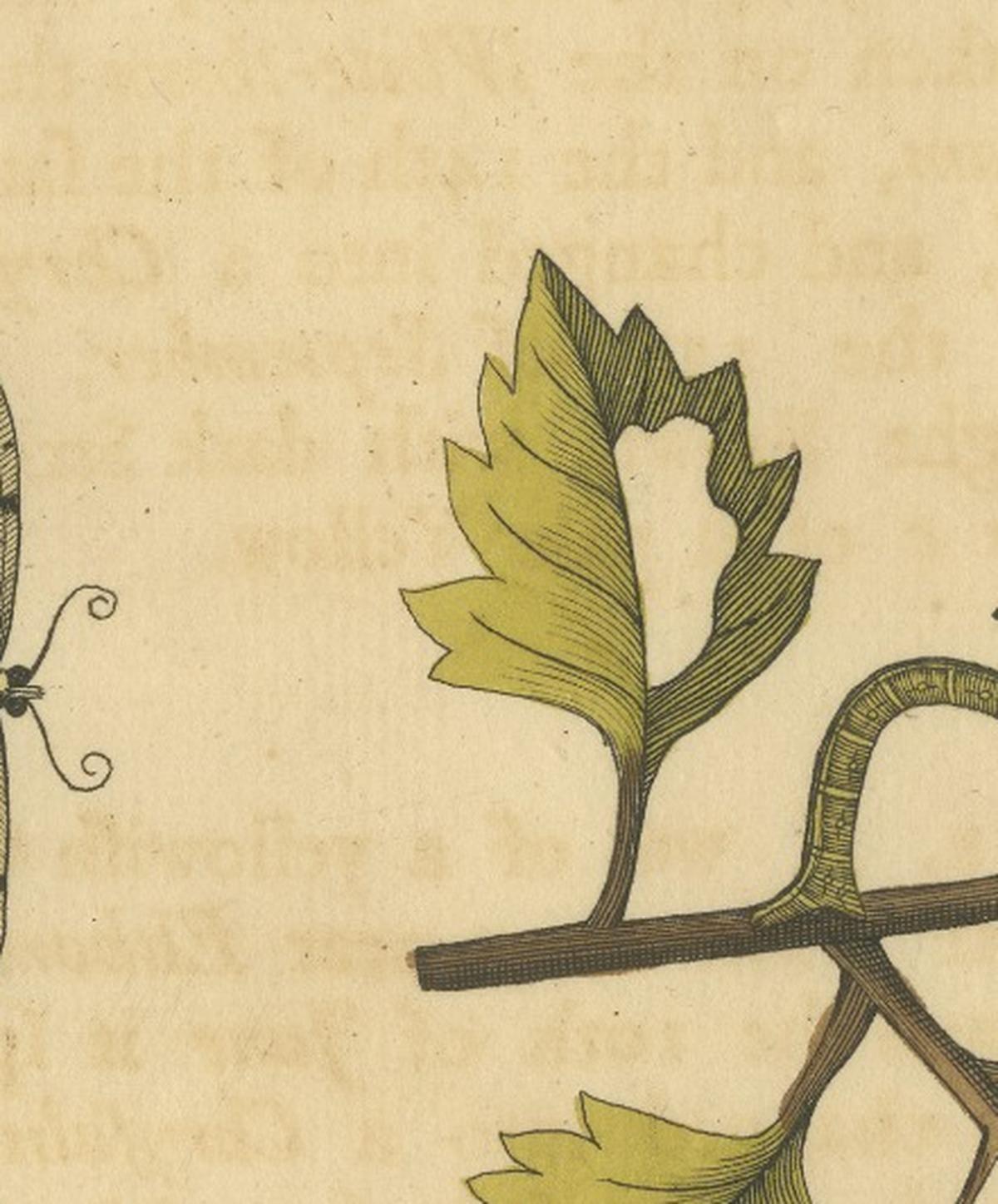 English Moths on Hawthorn Branch – Early 18th-Century Hand-Colored Print