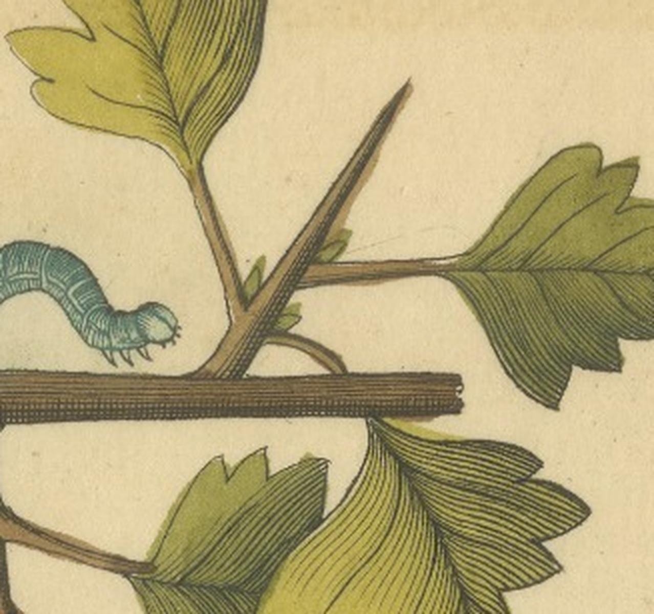 English Moths on Hawthorn Branch – Early 18th-Century Hand-Colored Print