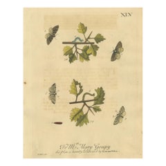 English Moths on Hawthorn Branch – Early 18th-Century Hand-Colored Print