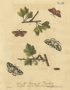 English Moths on Hawthorn – Hand-Colored Insect Engraving, Albin 1720
