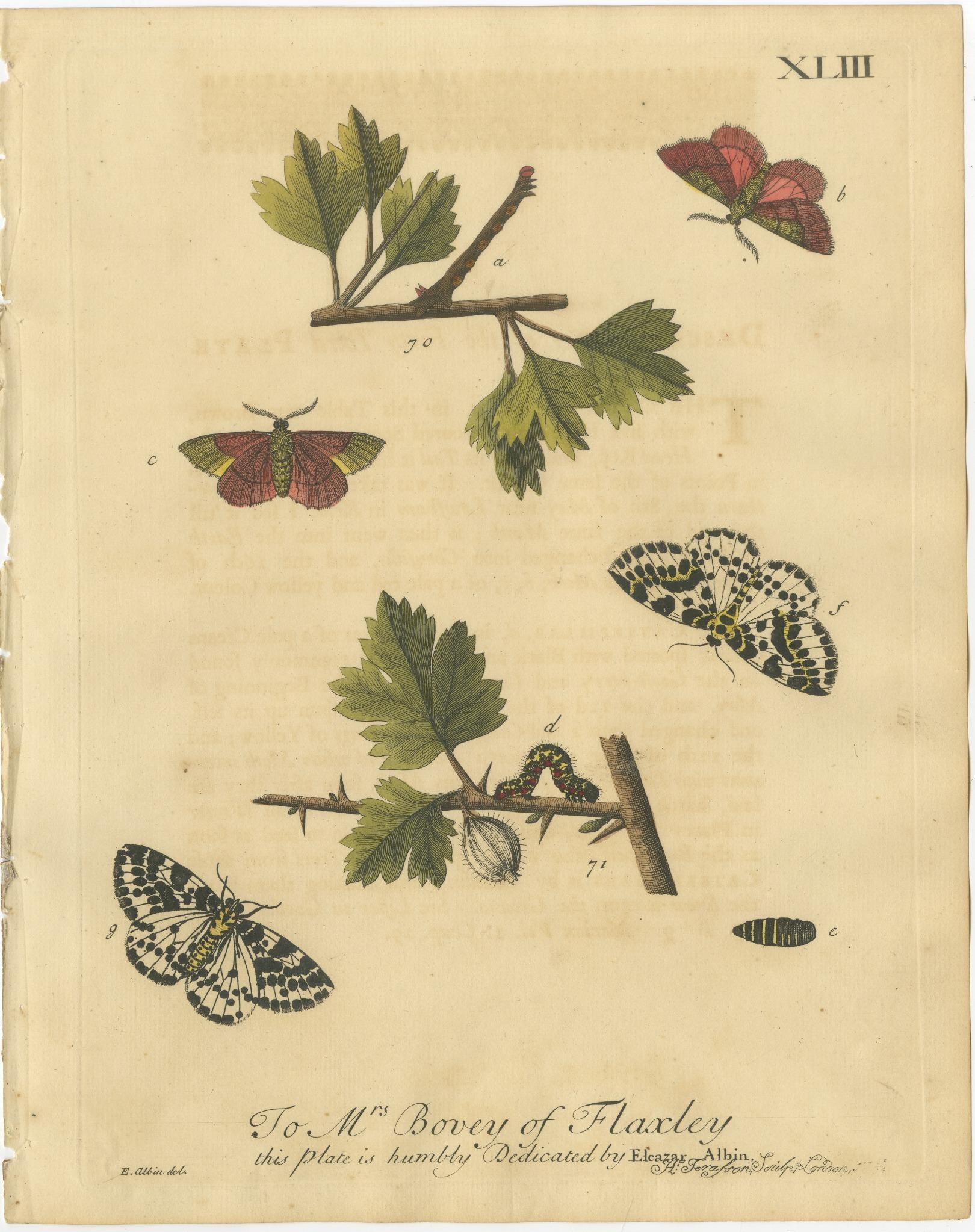English Moths on Hawthorn – Hand-Colored Insect Engraving, Albin 1720