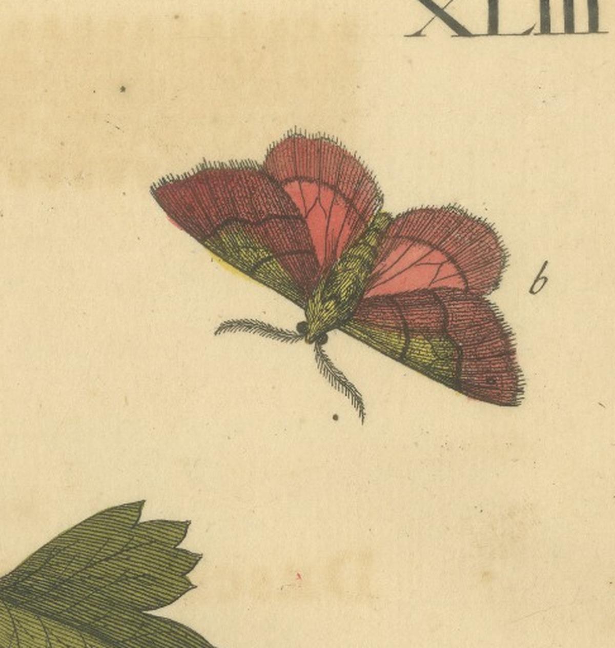 English Moths on Hawthorn – Hand-Colored Insect Engraving, Albin 1720