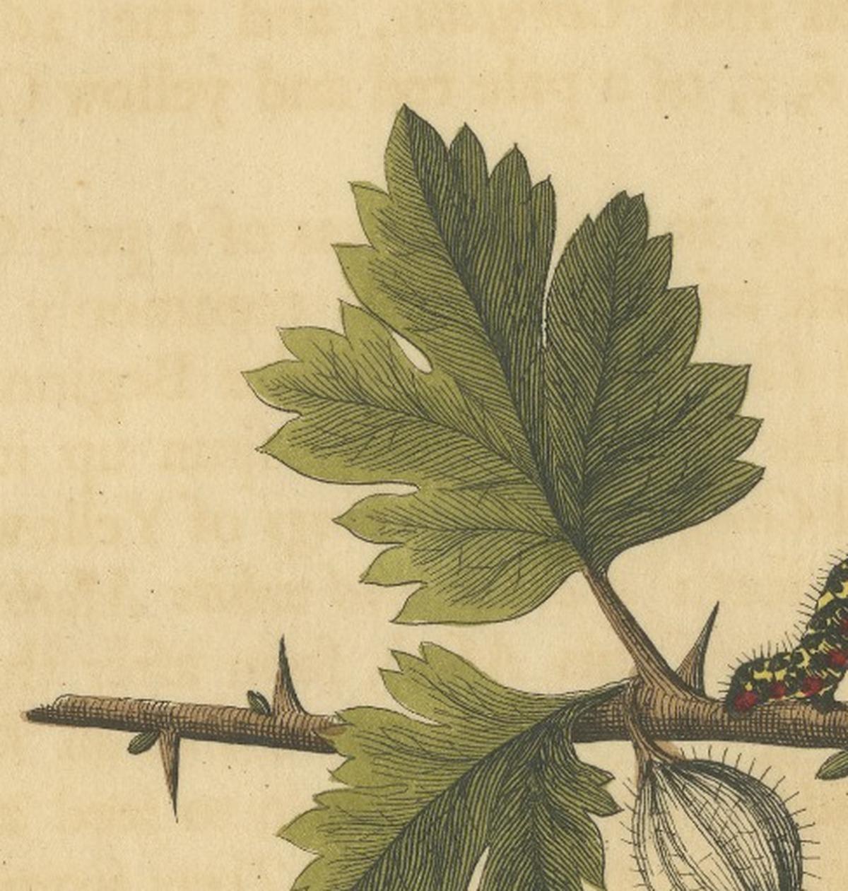English Moths on Hawthorn – Hand-Colored Insect Engraving, Albin 1720