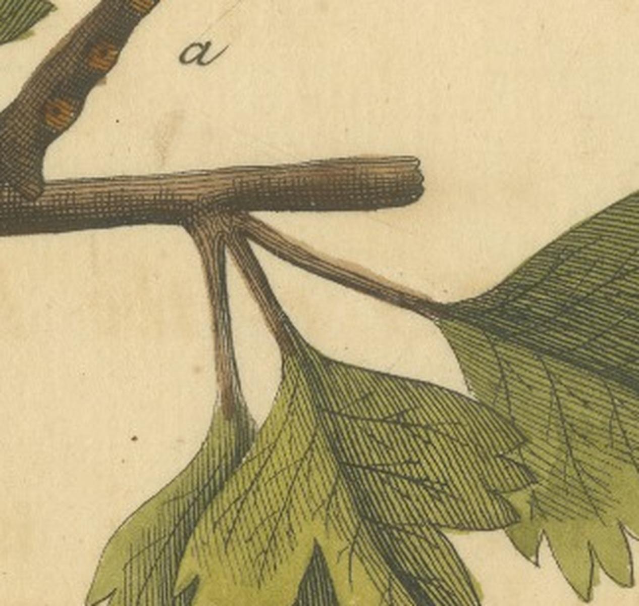 English Moths on Hawthorn – Hand-Colored Insect Engraving, Albin 1720