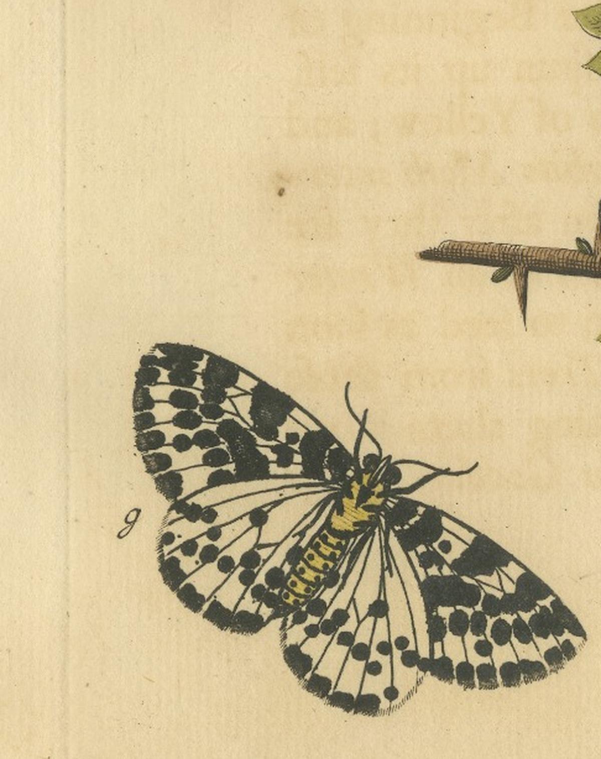 English Moths on Hawthorn – Hand-Colored Insect Engraving, Albin 1720