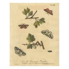 English Moths on Hawthorn – Hand-Colored Insect Engraving, Albin 1720