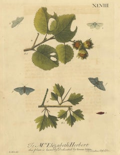 English Moths on Hazel Branch with Nuts – Antique Insect Engraving, Albin 1720