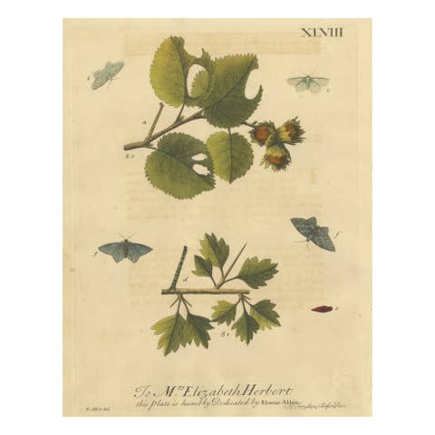 English Moths on Hazel Branch with Nuts – Antique Insect Engraving, Albin 1720