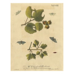 English Moths on Hazel Branch with Nuts – Antique Insect Engraving, Albin 1720