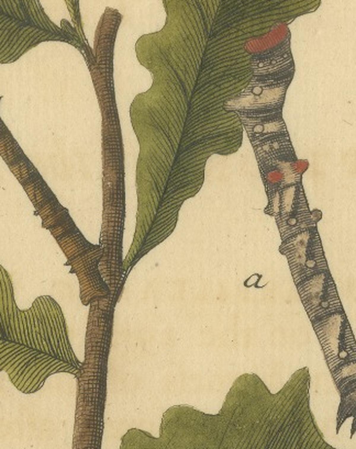 English Moths on Oak & Elm – Hand-Colored Entomology Engraving, Albin 1720