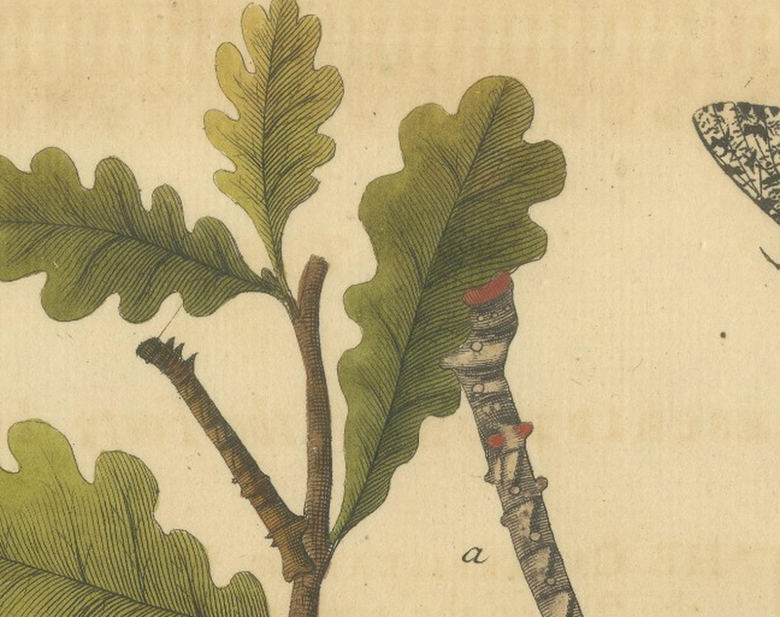 English Moths on Oak & Elm – Hand-Colored Entomology Engraving, Albin 1720