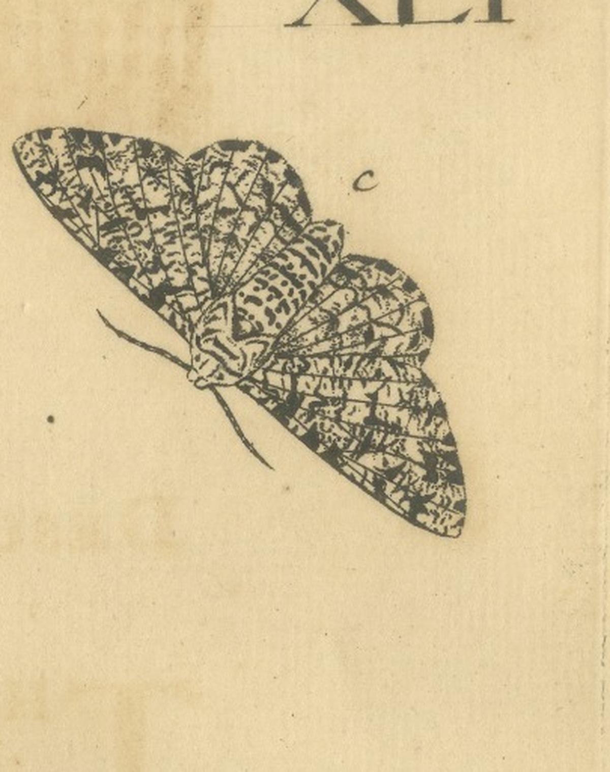 English Moths on Oak & Elm – Hand-Colored Entomology Engraving, Albin 1720