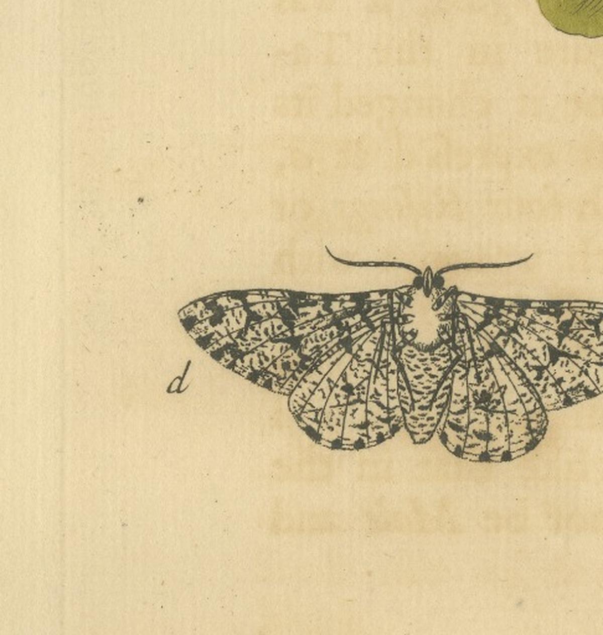 English Moths on Oak & Elm – Hand-Colored Entomology Engraving, Albin 1720