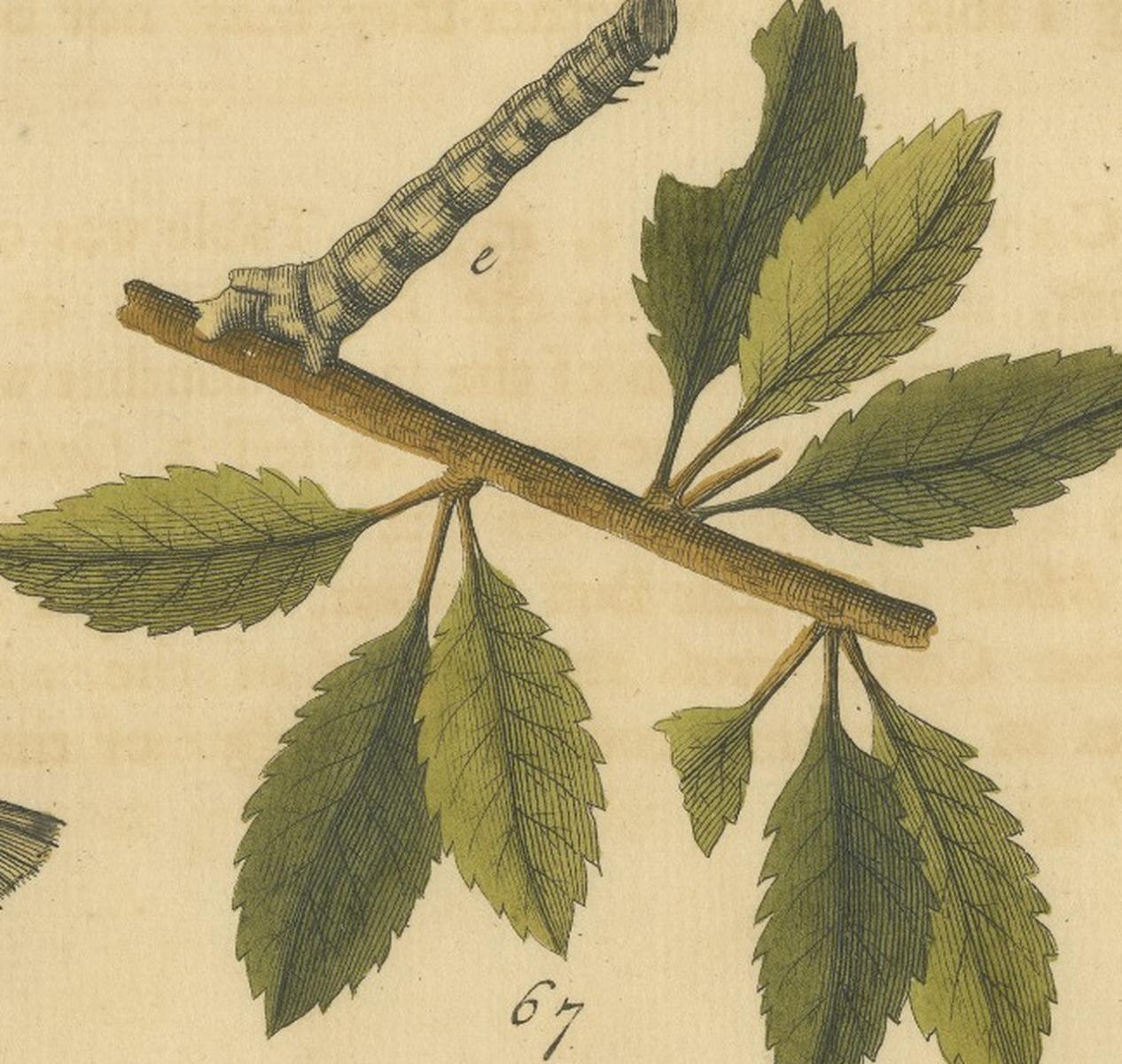 English Moths on Oak & Elm – Hand-Colored Entomology Engraving, Albin 1720