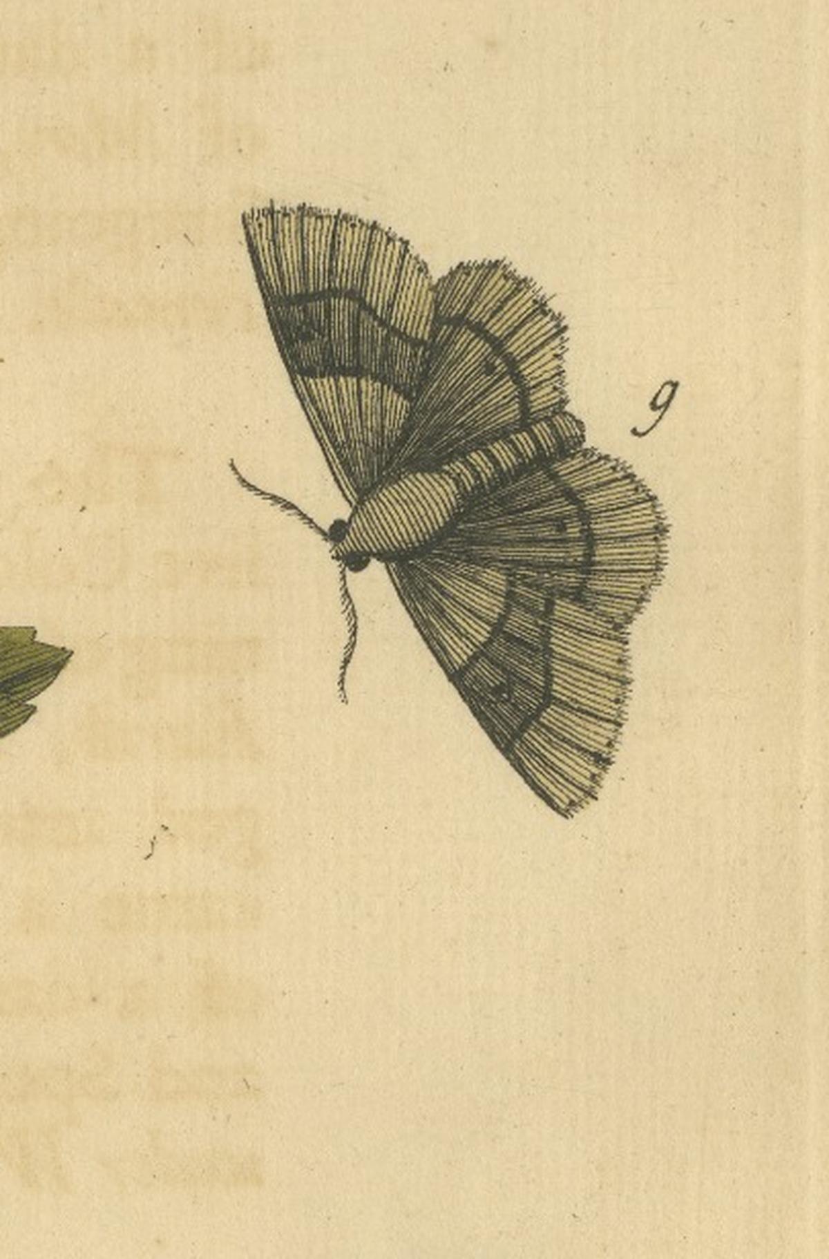 English Moths on Oak & Elm – Hand-Colored Entomology Engraving, Albin 1720
