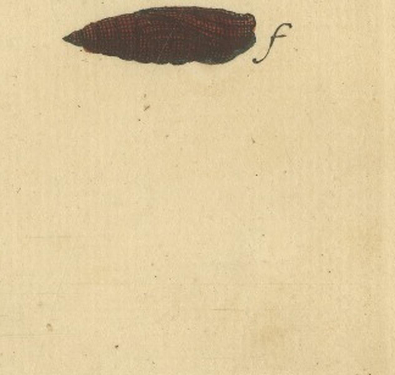 English Moths on Oak & Elm – Hand-Colored Entomology Engraving, Albin 1720