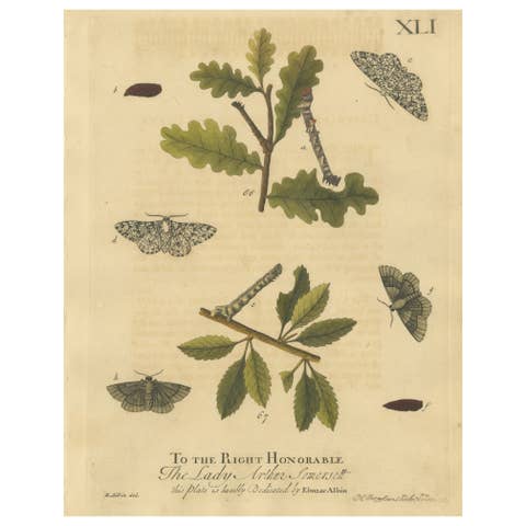 English Moths on Oak & Elm – Hand-Colored Entomology Engraving, Albin 1720