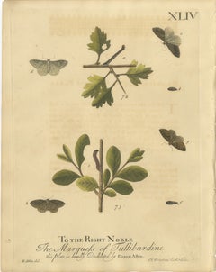 English Moths on Oak – Hand-Colored Insect Engraving, Eleazar Albin 1720