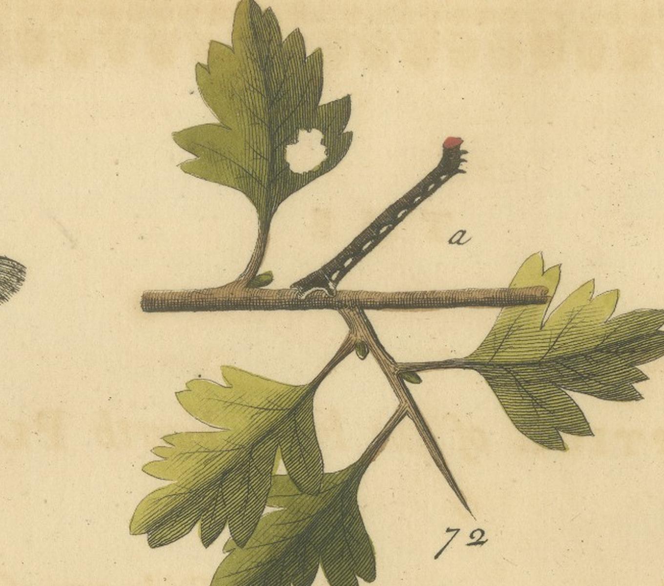English Moths on Oak – Hand-Colored Insect Engraving, Eleazar Albin 1720