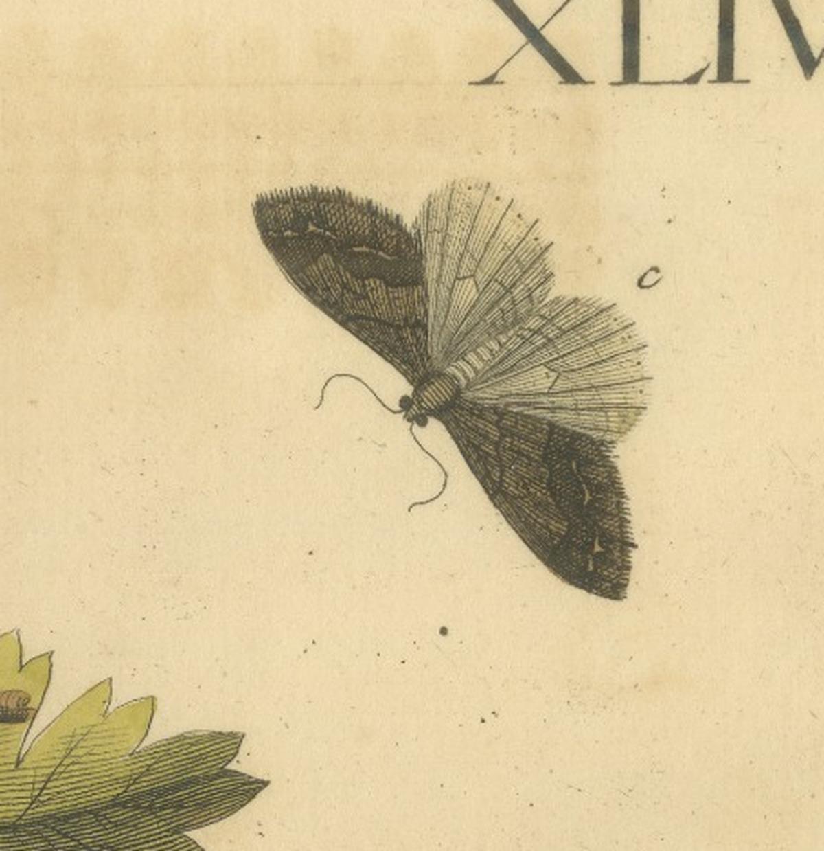 English Moths on Oak – Hand-Colored Insect Engraving, Eleazar Albin 1720