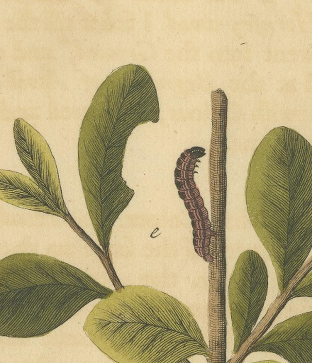 English Moths on Oak – Hand-Colored Insect Engraving, Eleazar Albin 1720