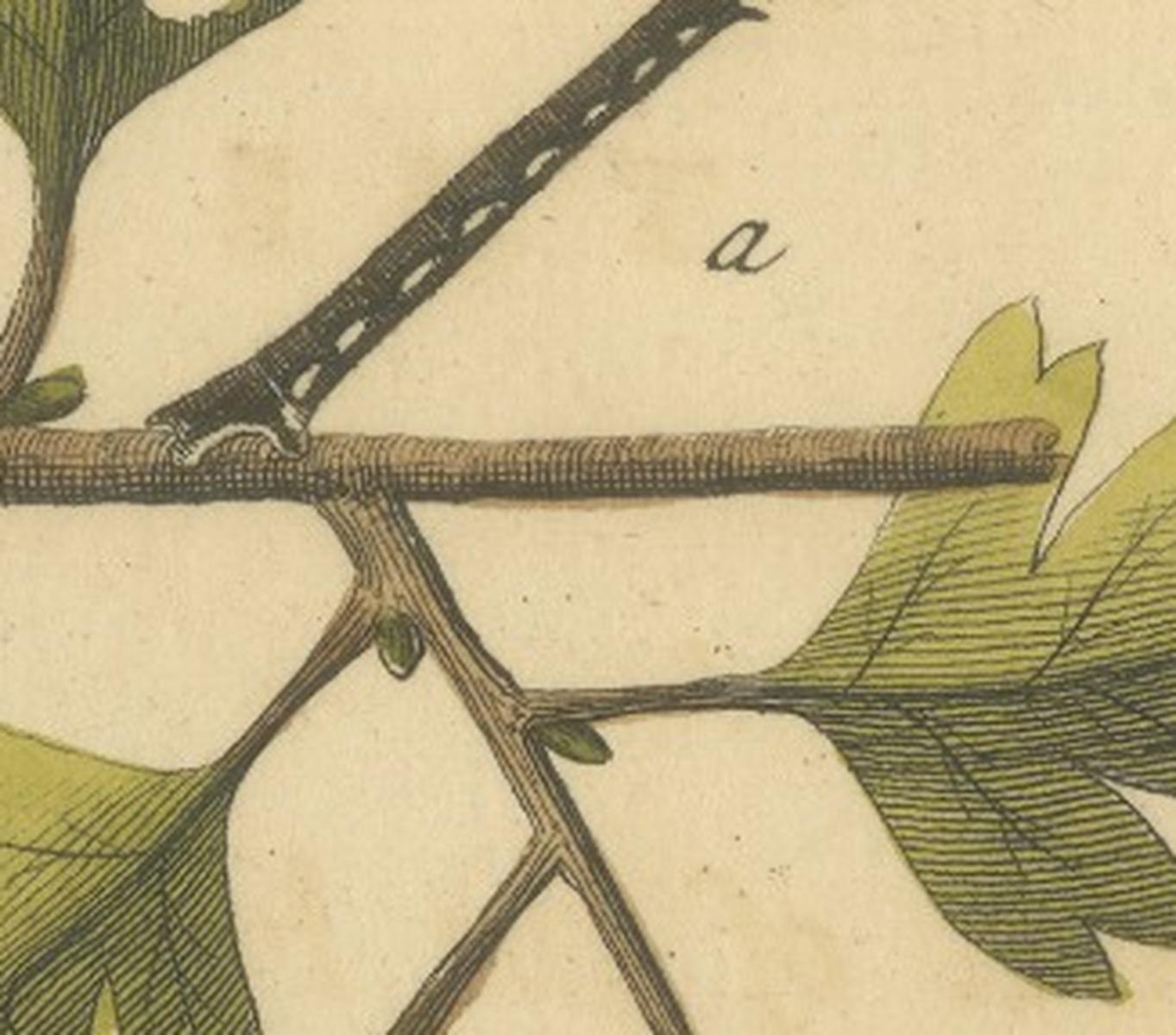 English Moths on Oak – Hand-Colored Insect Engraving, Eleazar Albin 1720