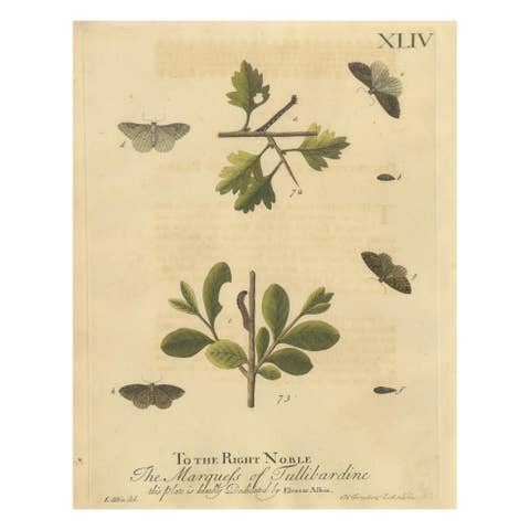 English Moths on Oak – Hand-Colored Insect Engraving, Eleazar Albin 1720