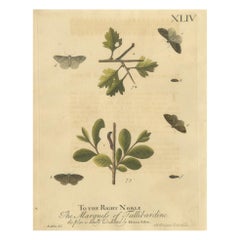 English Moths on Oak – Hand-Colored Insect Engraving, Eleazar Albin 1720