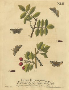 English Moths on Rowan & Hawthorn – Hand-Colored Insect Engraving, Albin 1720