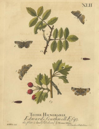English Moths on Rowan & Hawthorn, Hand-Colored Insect Engraving, Albin 1720, view 2