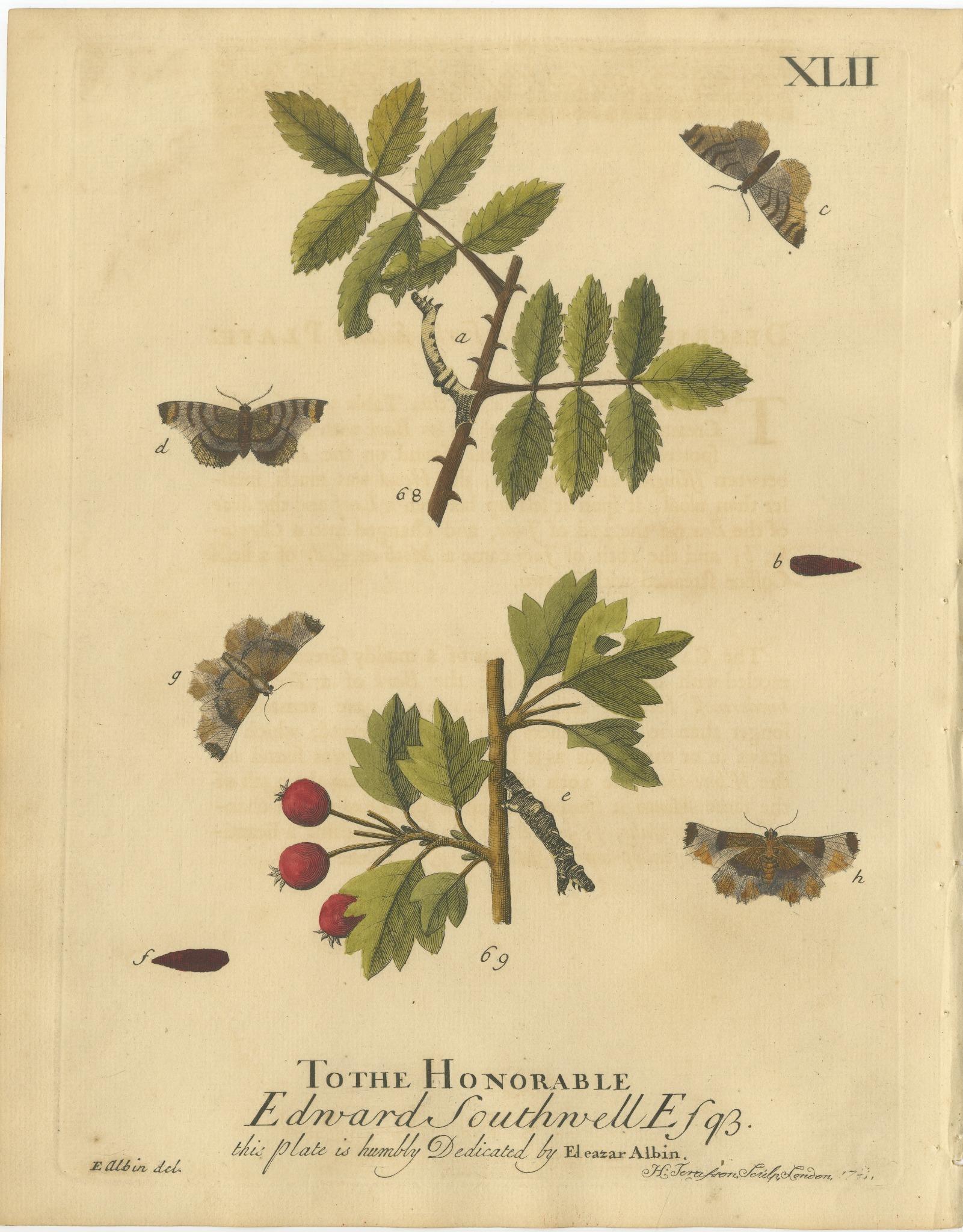English Moths on Rowan & Hawthorn – Hand-Colored Insect Engraving, Albin 1720