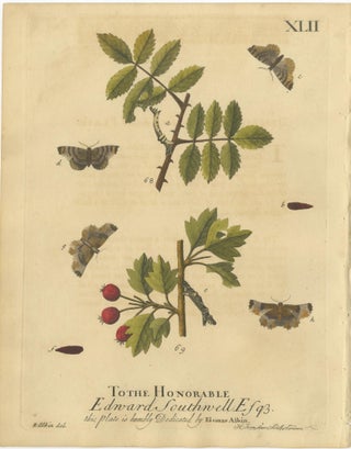 English Moths on Rowan & Hawthorn, Hand-Colored Insect Engraving, Albin 1720, view 3