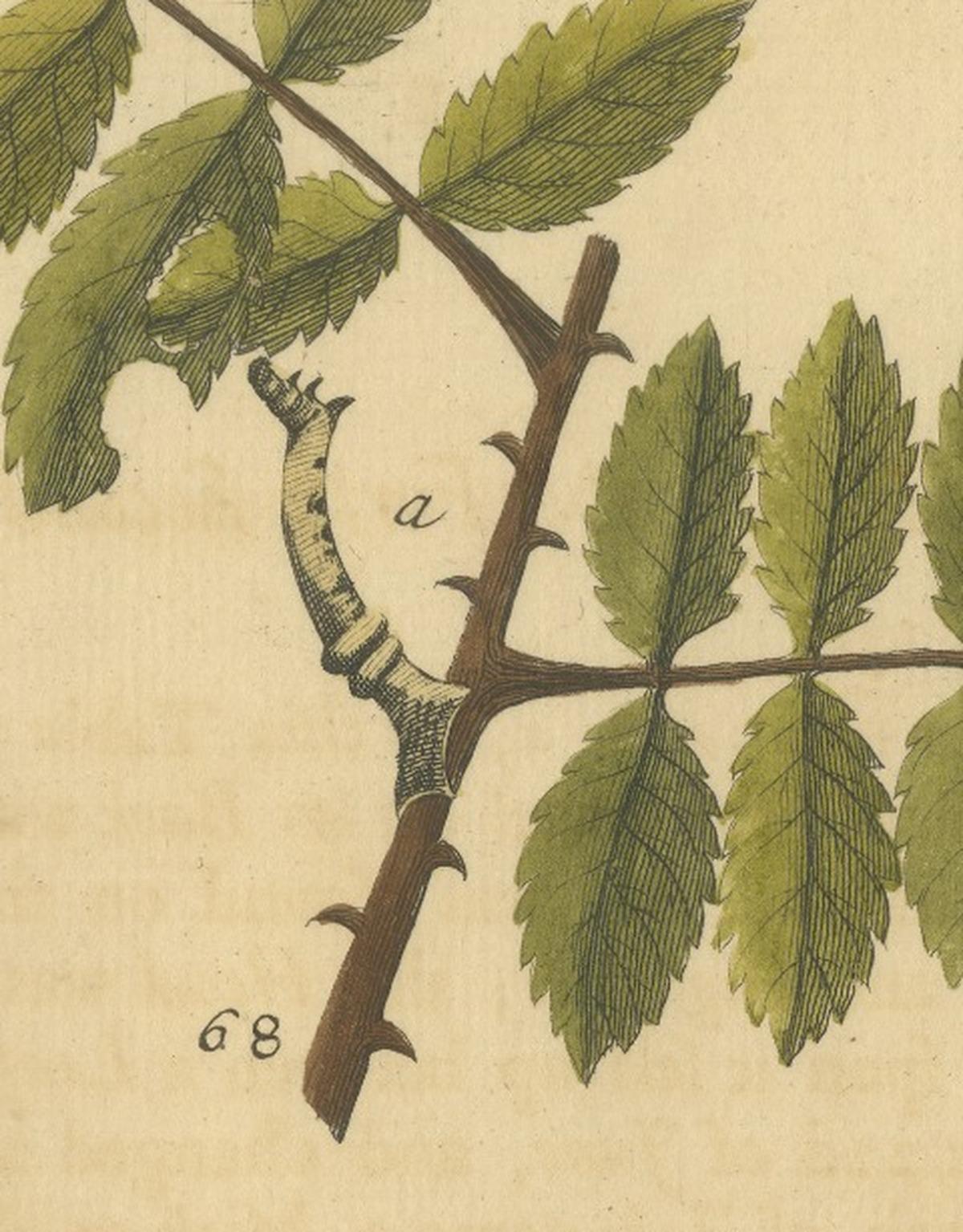 English Moths on Rowan & Hawthorn – Hand-Colored Insect Engraving, Albin 1720