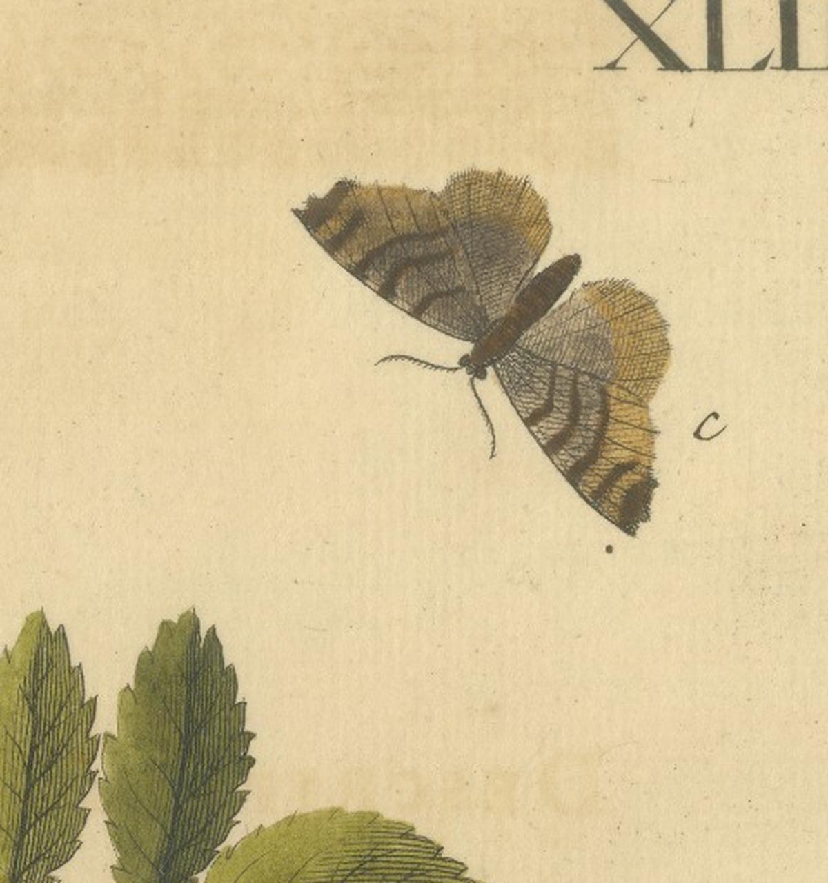 English Moths on Rowan & Hawthorn – Hand-Colored Insect Engraving, Albin 1720